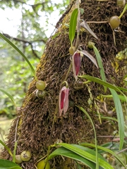 Bulbophyllum