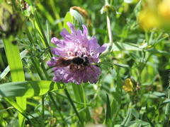 Andrena hattorfiana