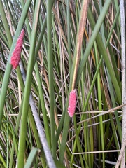 Pomacea canaliculata
