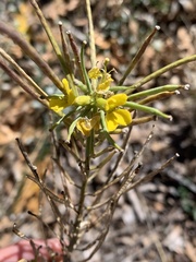 Sisymbrium irio