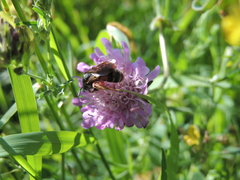 Andrena hattorfiana