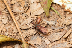 Castolus rufomarginatus