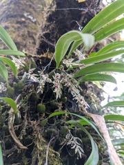 Bulbophyllum