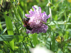 Andrena hattorfiana