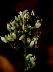 Tropidia polystachya