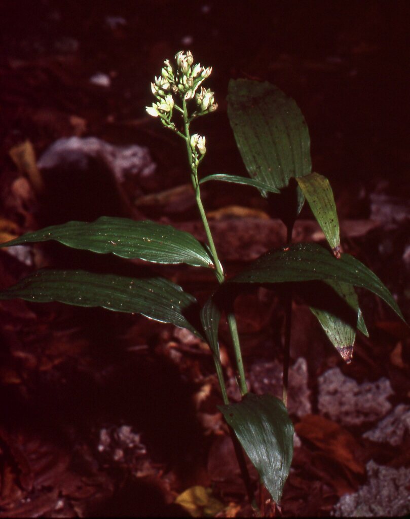 Young Palm Orchid