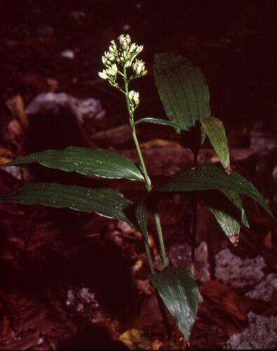 young palm orchid (Tropidia polystachya)