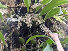 Bulbophyllum