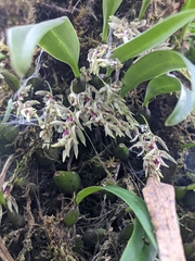 Bulbophyllum