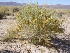 Atriplex canescens canescens