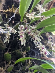 Bulbophyllum