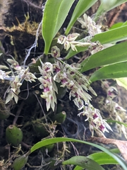 Bulbophyllum