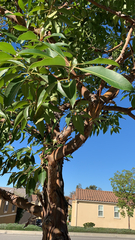 Lophostemon confertus