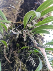 Bulbophyllum
