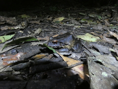 Leptodactylus pentadactylus