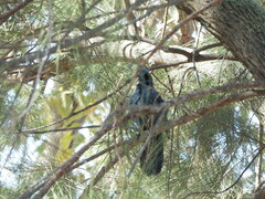 Melanotis caerulescens