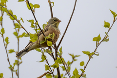 Emberiza hortulana