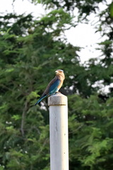 Coracias benghalensis