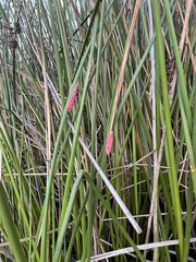 Pomacea canaliculata