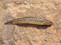 Lepidocephalichthys