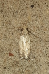 Glyphidocera juniperella