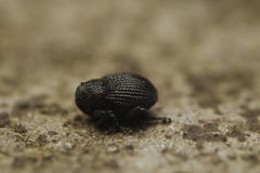 Ceutorhynchus scrobicollis