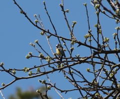 Cyanistes caeruleus caeruleus