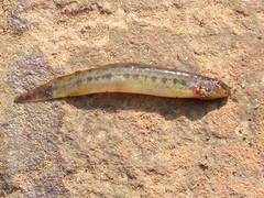 Lepidocephalichthys