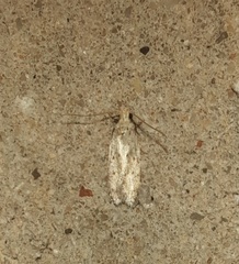 Glyphidocera juniperella