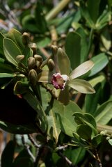 Vanilla barbellata