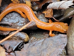 Gyrinophilus porphyriticus