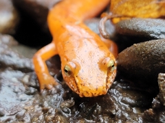 Gyrinophilus porphyriticus