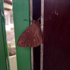 Brassolis sophorae