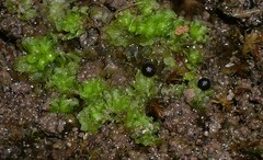 Fossombronia wondraczekii