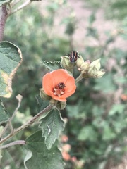 Sphaeralcea bonariensis