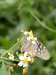 Ideopsis similis