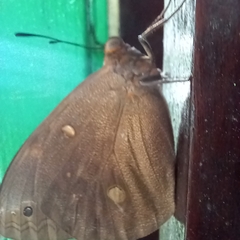 Brassolis sophorae