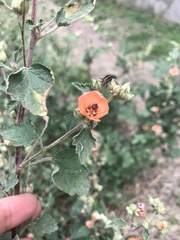 Sphaeralcea bonariensis
