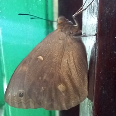 Brassolis sophorae