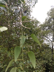 Passiflora napalensis