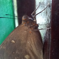 Brassolis sophorae