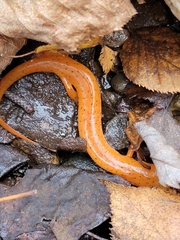 Gyrinophilus porphyriticus