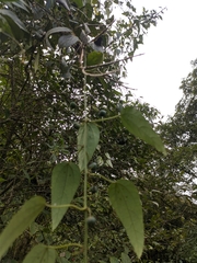 Passiflora napalensis