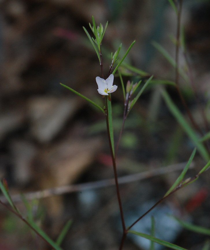Gayophytum eriospermum