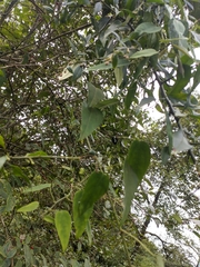 Passiflora napalensis