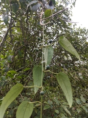 Passiflora napalensis