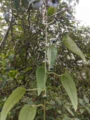Passiflora napalensis