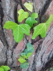 Hedera helix