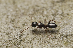 Camponotus fallax