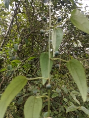 Passiflora napalensis